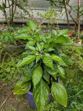 Growreport Bild 27