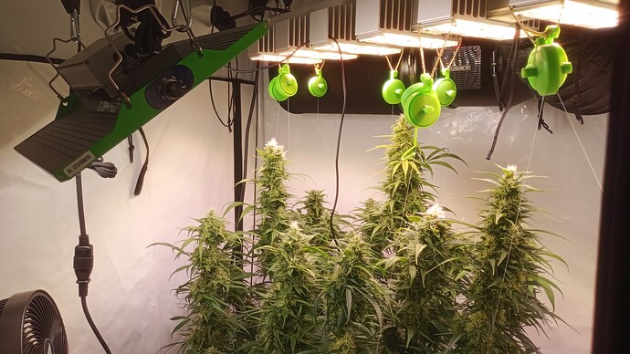 Growreport Bild 3
