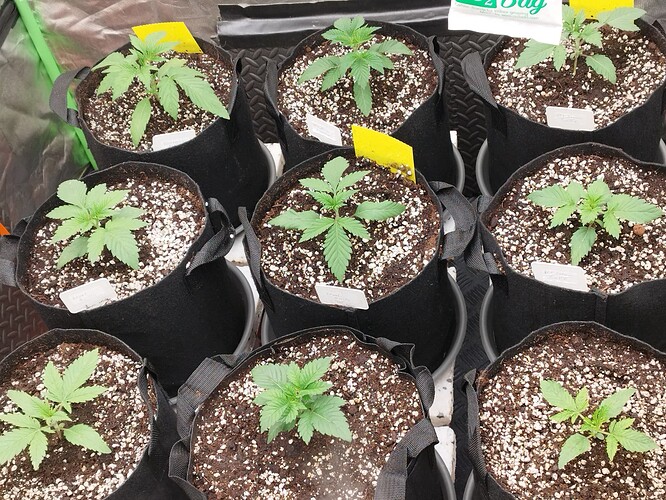 Mehrere junge Cannabispflanzen in schwarzen Stofftöpfen, die sich in der Wachstumsphase befinden.