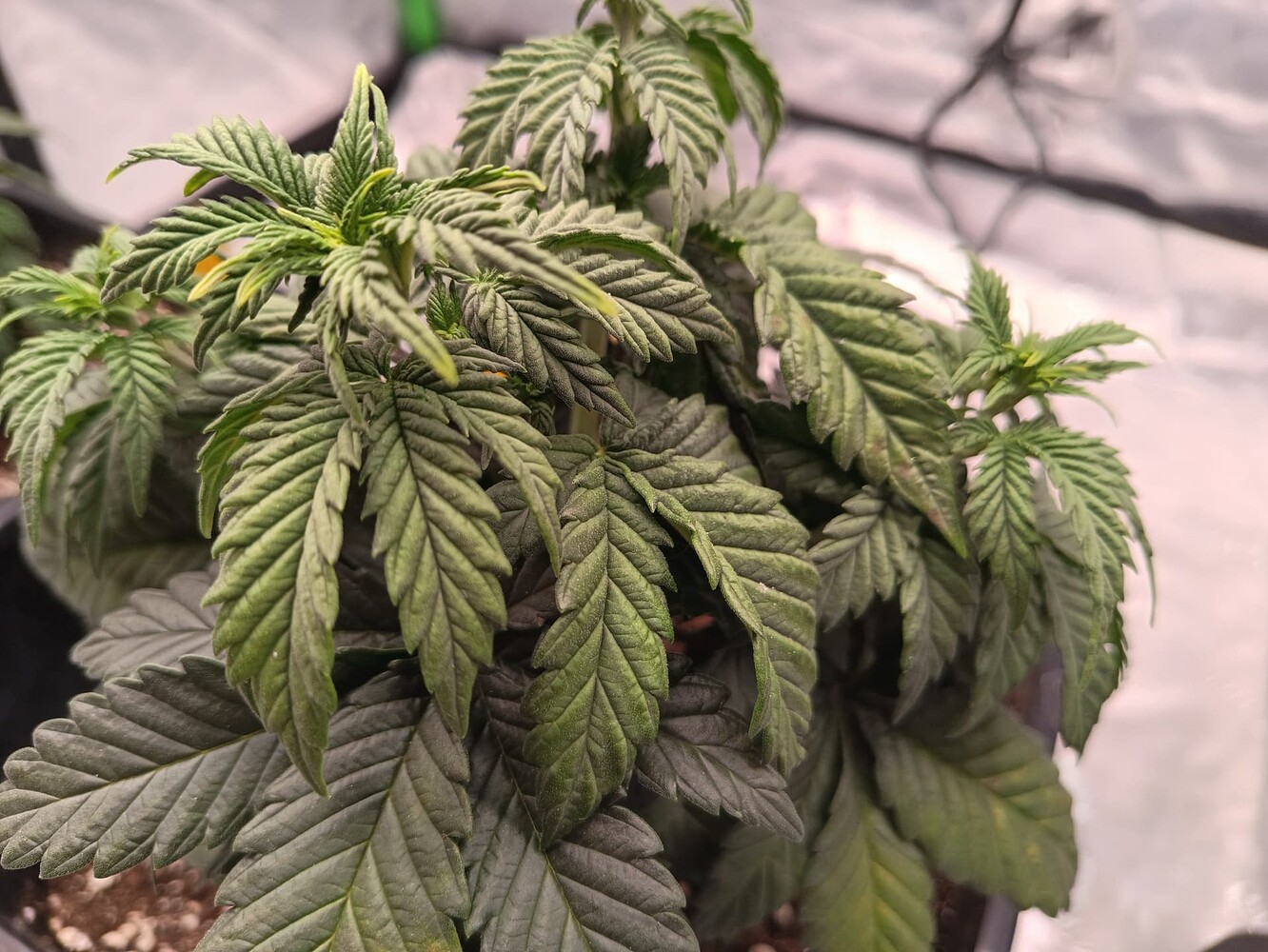 Adlerkrallen und seltsame Flecken nach Umtopfen seit 5 Tagen GrowProbleme Forum