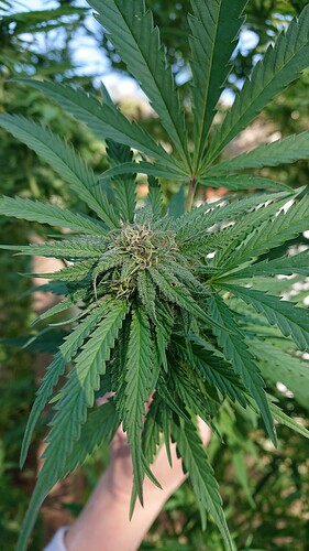 Growreport Bild 66