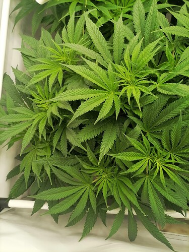 Growreport Bild 13