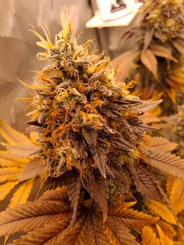 Growreport Bild 3