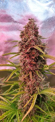 Growreport Bild 3