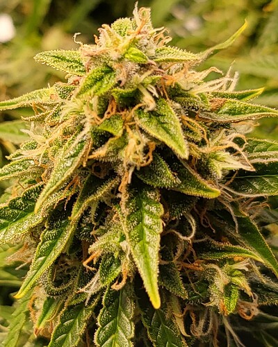 Screenshot_20240616_190227_Gallery