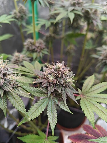Growreport Bild 1