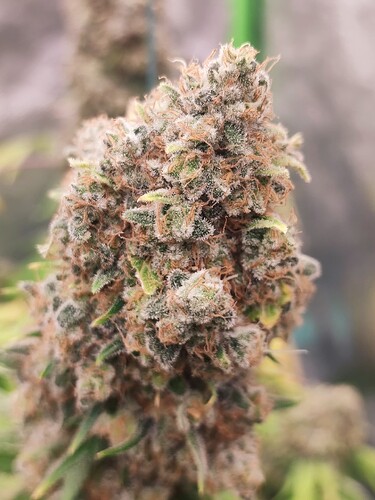 Growreport Bild 59