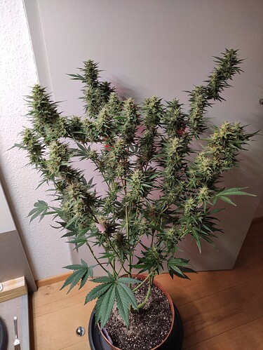 Growreport Bild 15