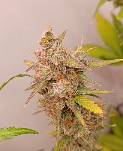 Growreport Bild 17