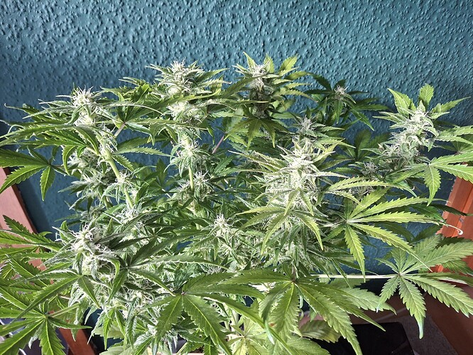 Growreport Bild 13