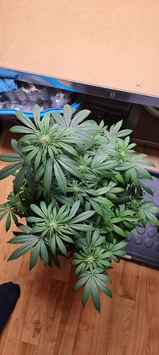 Growreport Bild 7