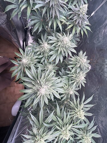 Growreport Bild 5