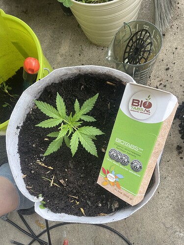 Growreport Bild 3