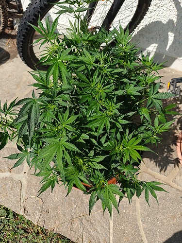 Growreport Bild 15