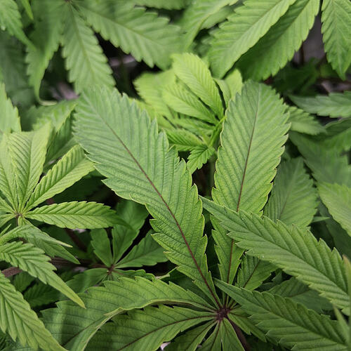 Sensi Skunk(1)03