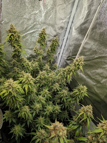 Growreport Bild 12