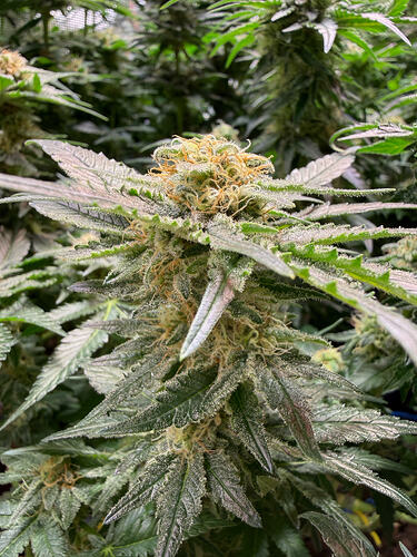 Growreport Bild 17