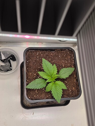 Growreport Bild 4