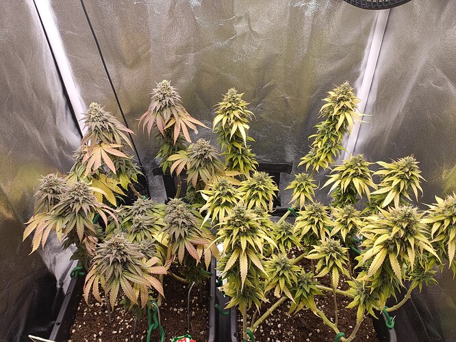 Growreport Bild 18