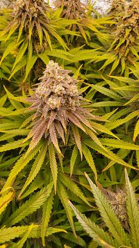 Growreport Bild 3