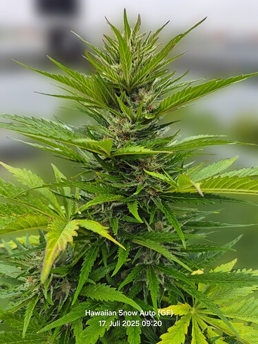 Hawaiian Snow Auto (Ganja Farmer)