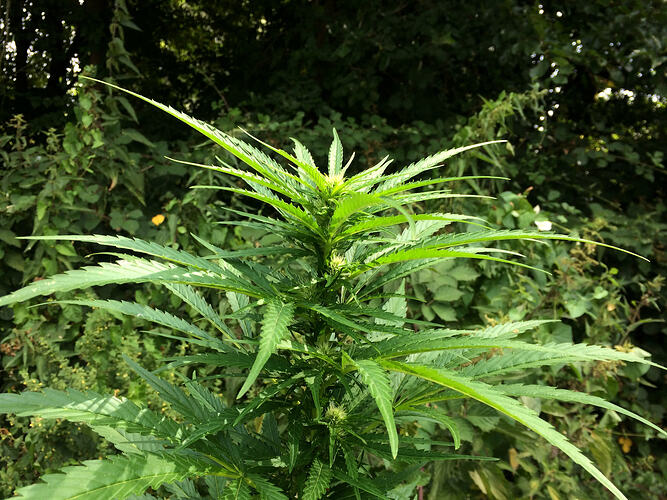 Grow26071903