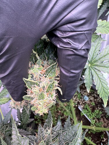 Growreport Bild 19