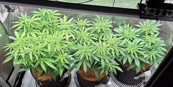 Growreport Bild 3