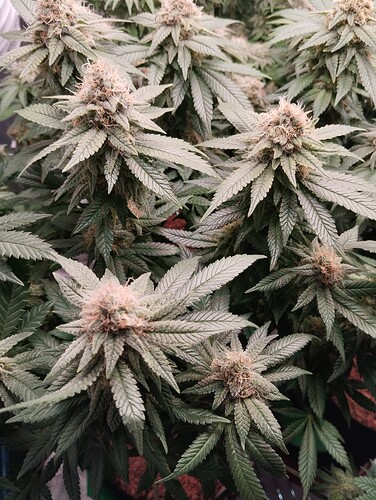 IMG_20250226_194441 - Kopie