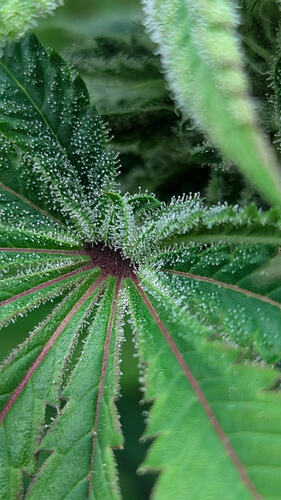 Nahaufnahme eines Cannabisblattes mit vielen Trichomen, die auf eine fortgeschrittene Blütephase hindeuten.