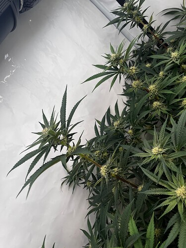 Growreport Bild 4
