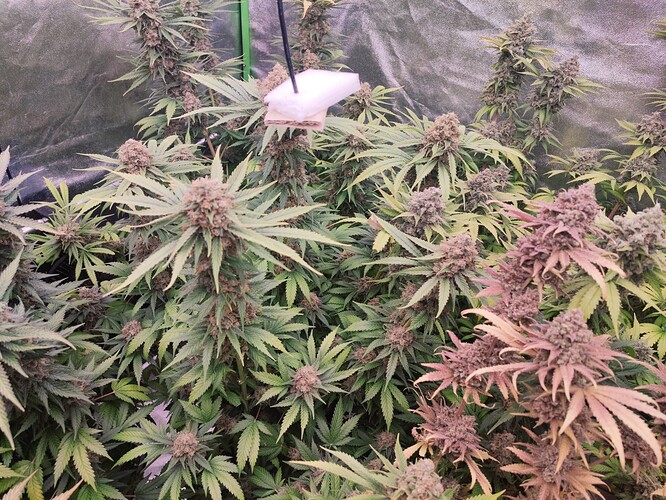 Growreport Bild 32