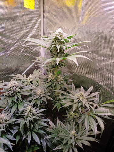 Growreport Bild 9