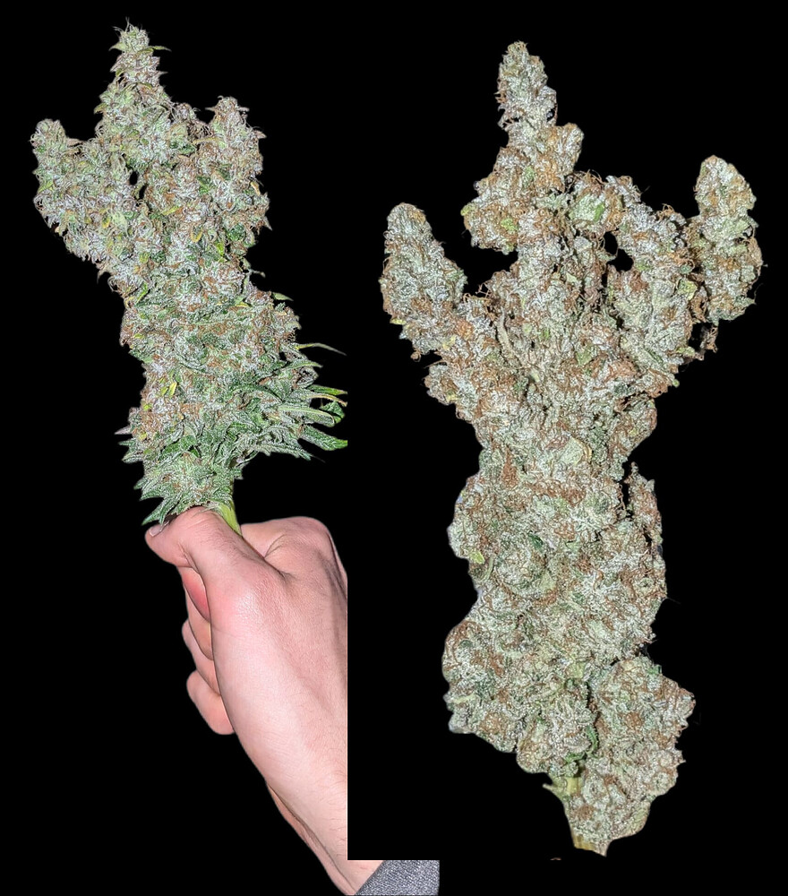 1st Grow mit Imperium X & Gelato Dream