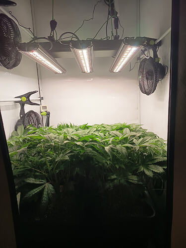 Growreport Bild 6