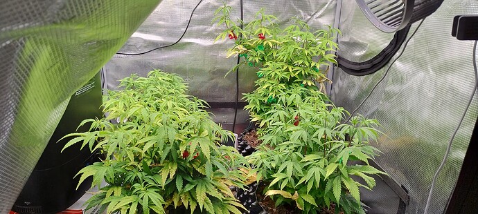 IMG_20251104_205320708_HDR