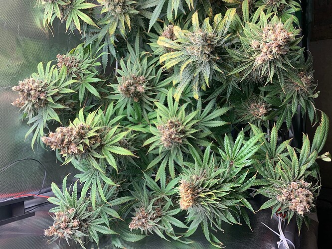 Growreport Bild 2