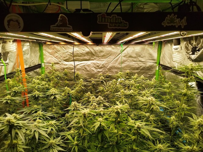 Mehrere Cannabispflanzen in der Blütephase in einem Growzelt unter LED-Beleuchtung.
