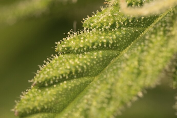 Growreport Bild 2