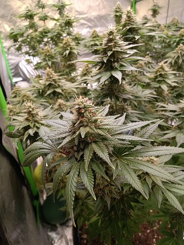 Growreport Bild 1