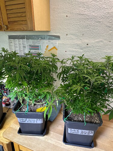 Growreport Bild 15