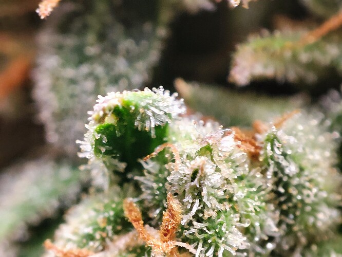 Growreport Bild 26