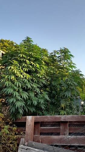 Growreport Bild 1