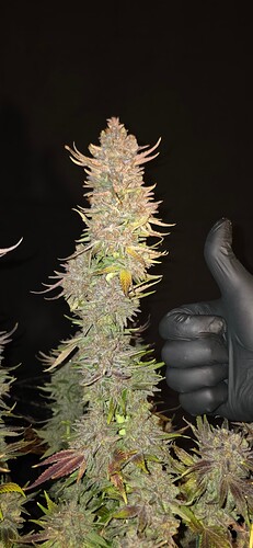 Growreport Bild 75