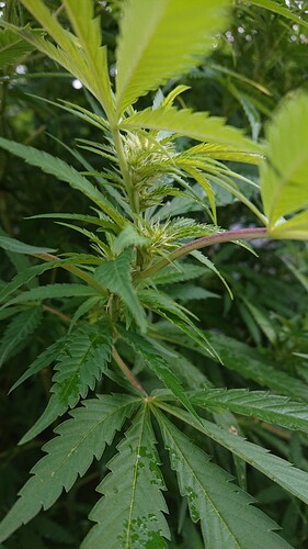 Growreport Bild 9