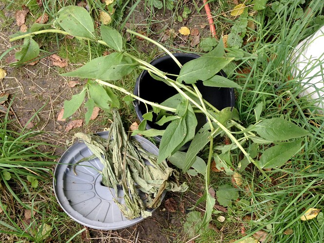 Growreport Bild 31
