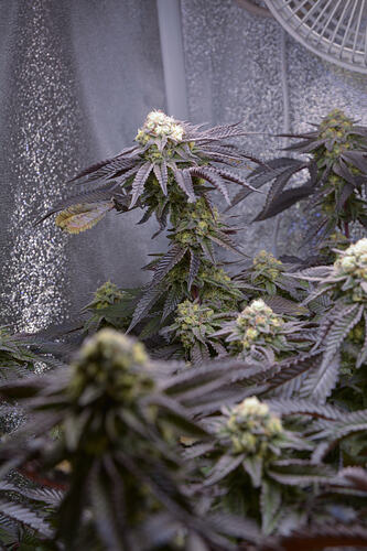 Growreport Bild 4