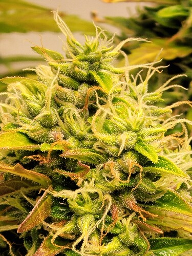 Growreport Bild 27