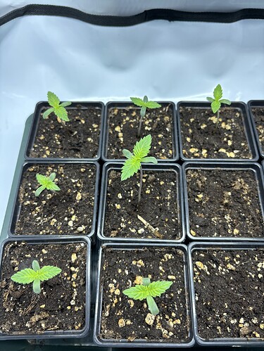 Growreport Bild 15