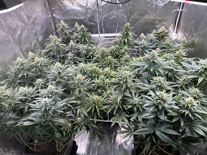 Growreport Bild 38